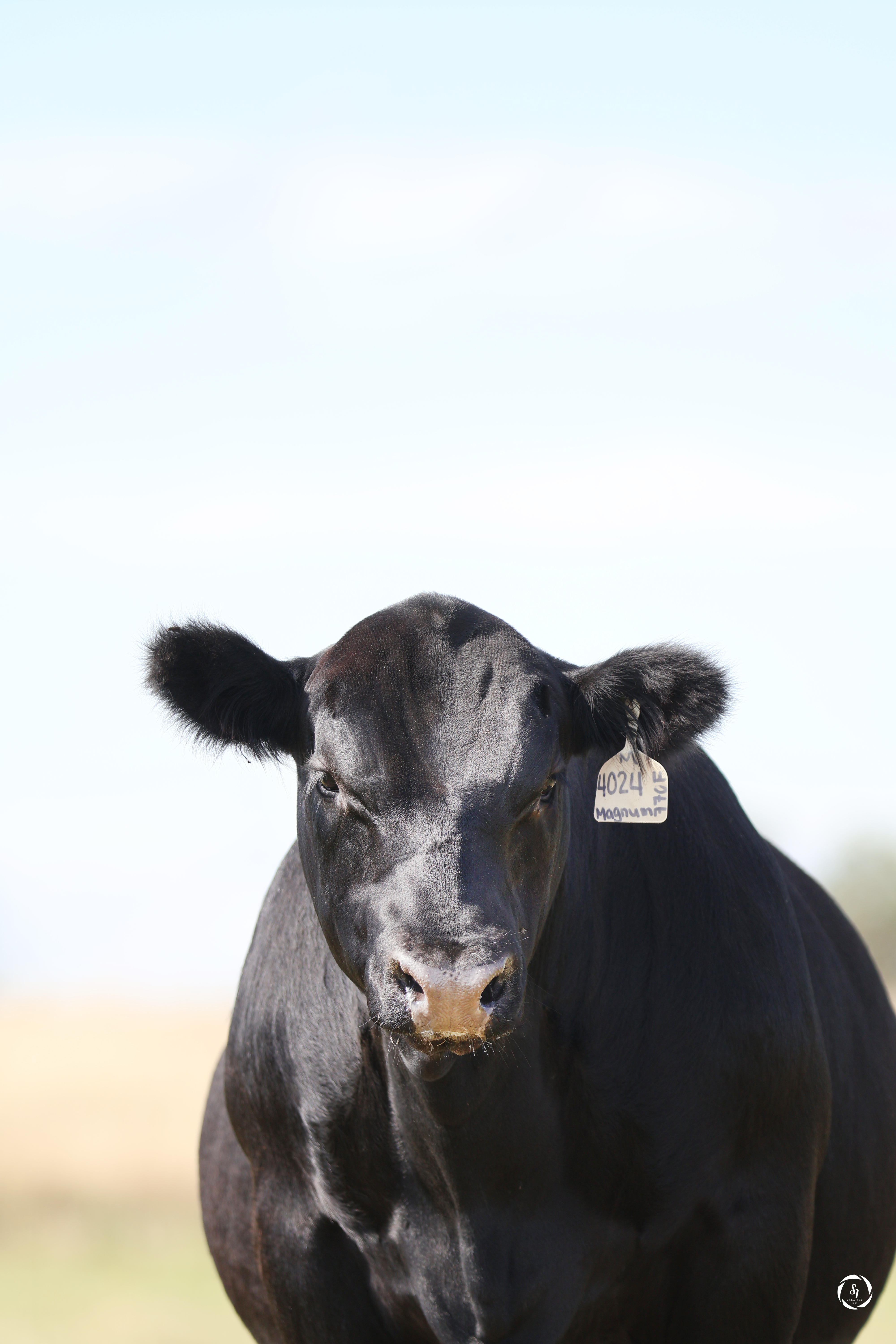 Livestock photography by S7 Creative