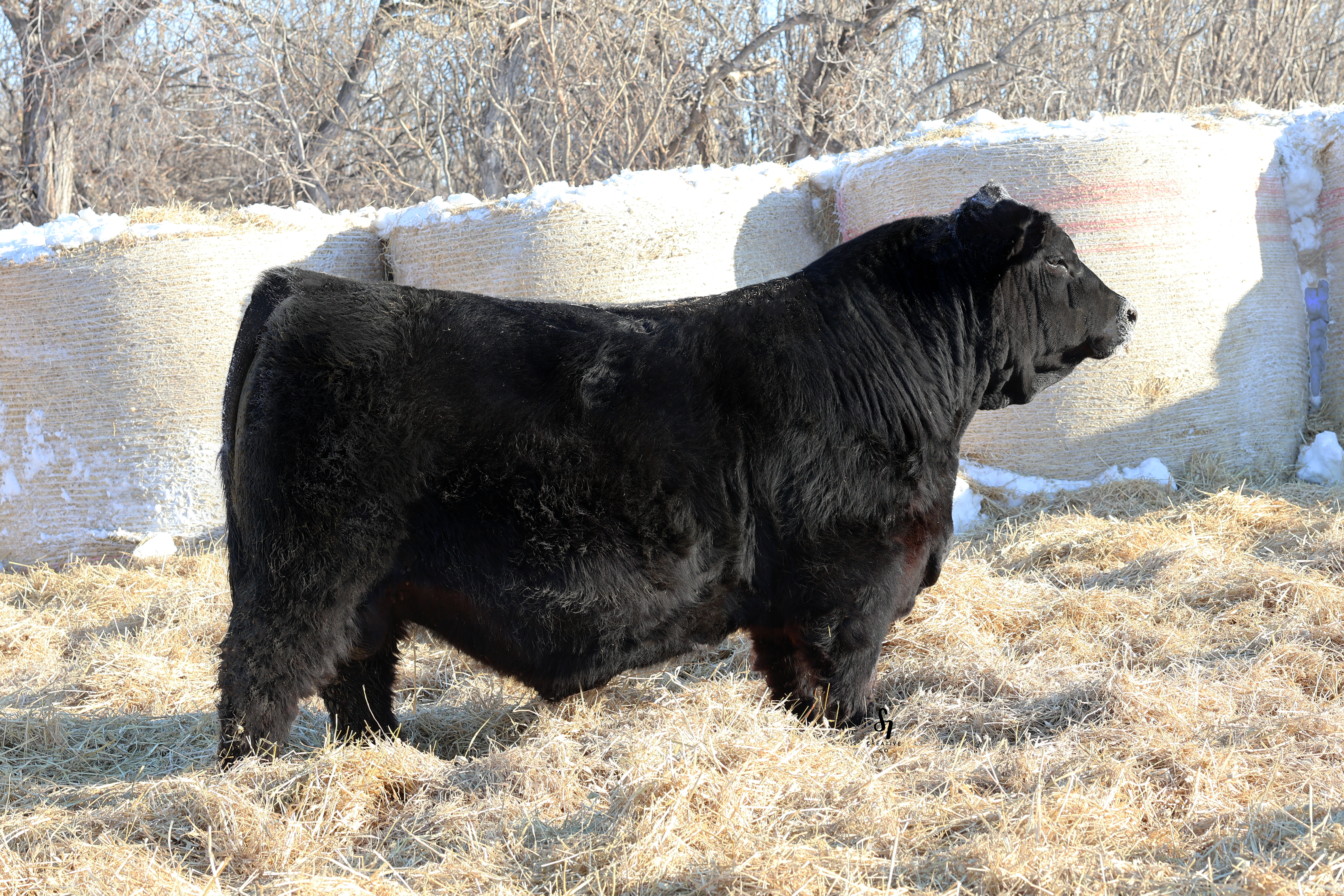 Livestock photography by S7 Creative