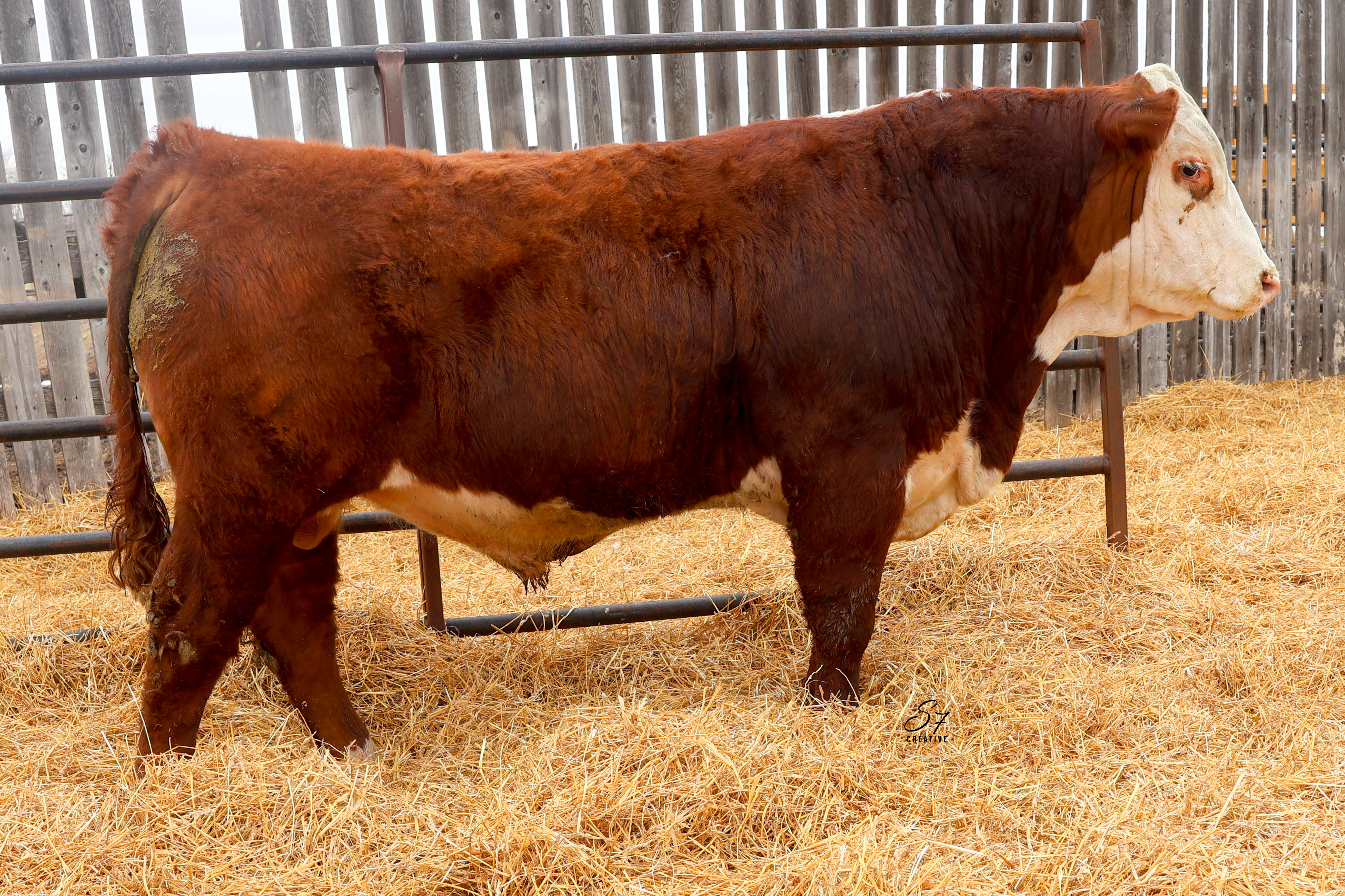 Livestock photography by S7 Creative