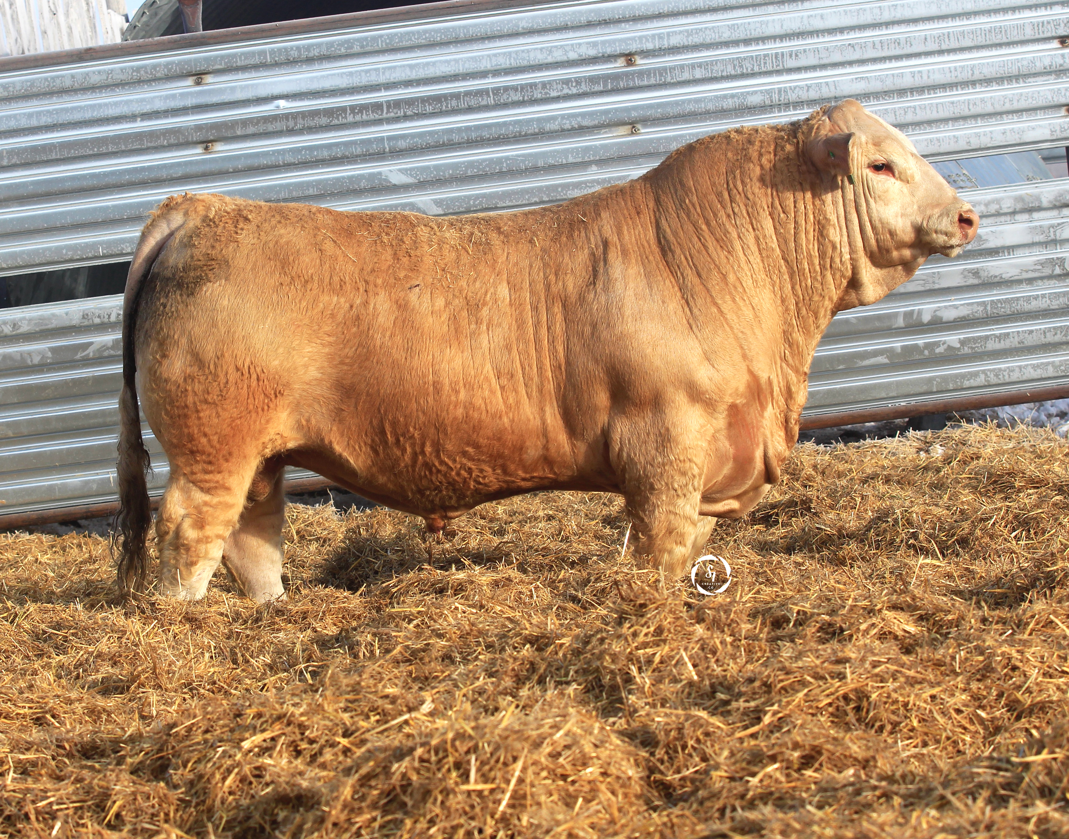 Livestock photography by S7 Creative