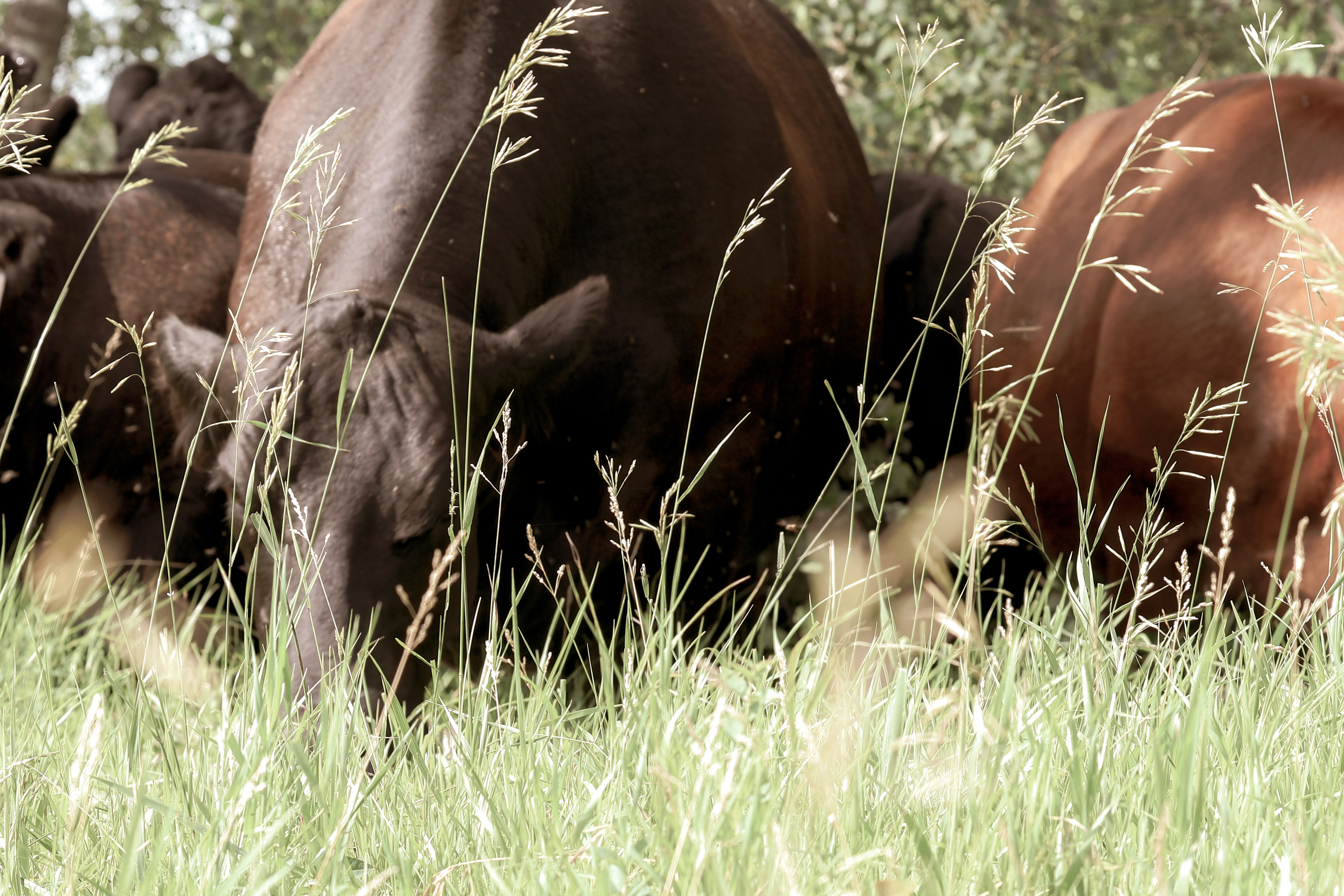 S7 Creative Co. cattle in pasture